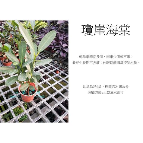 龍珠果種植|< 室內植栽 > 瓊崖海棠